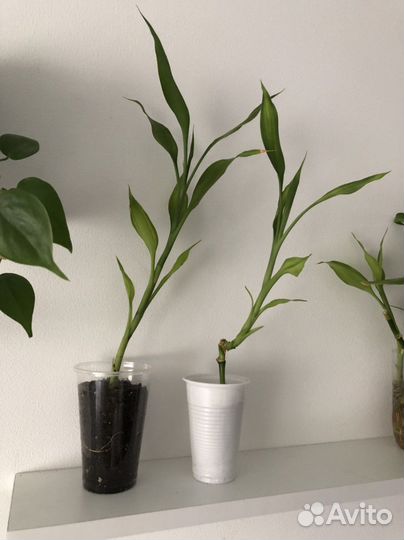 Растение Драцена «Сандера», или бамбук счастья