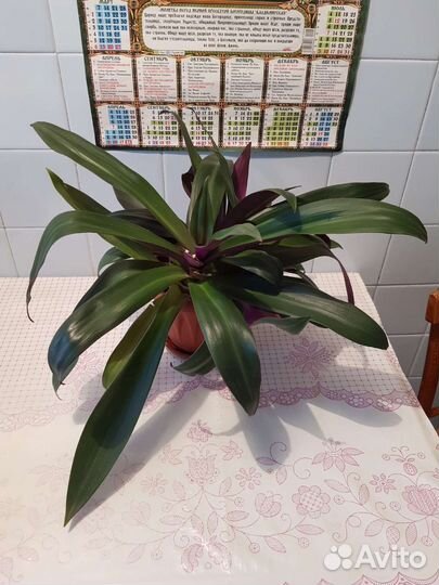 Традесканция рео