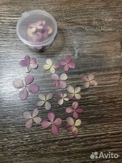 Сухоцветы для творчества