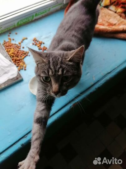 Кошка в дар бесплатно