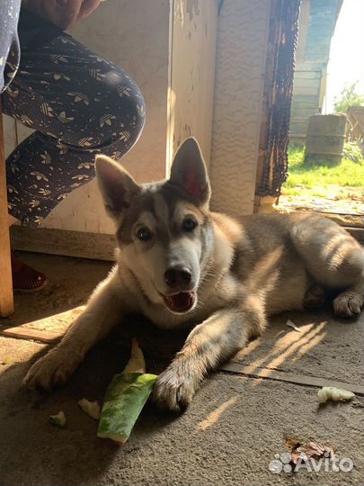 Щенки сибирской хаски