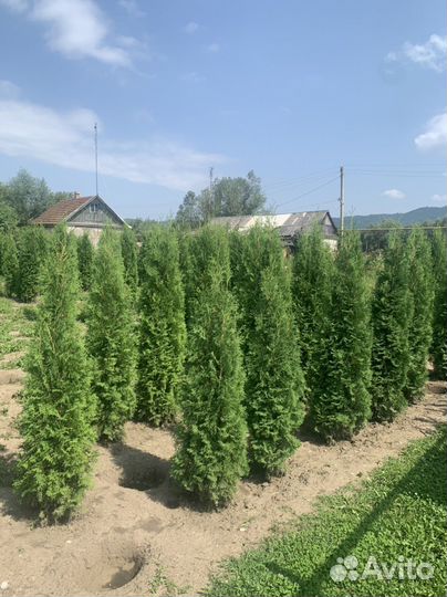 Туя западная колумна Columna 190cm extra