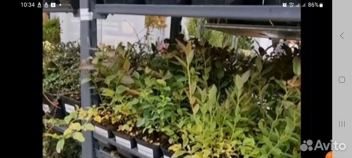 Голубика и рододендроны