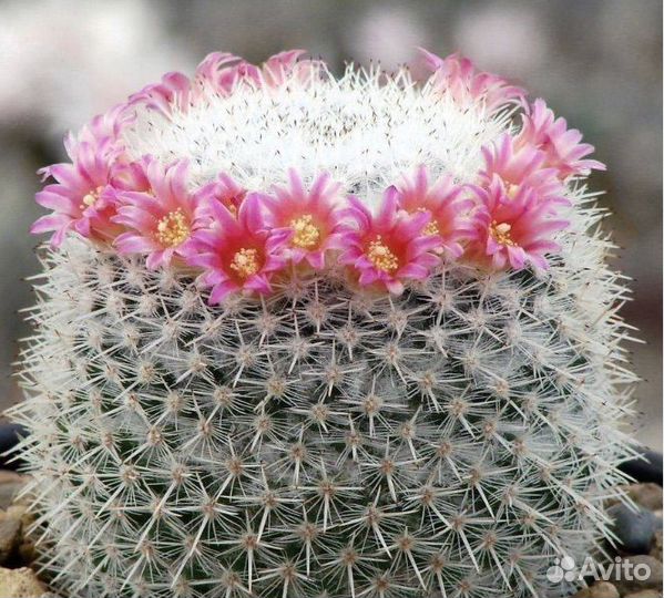 Большие кактусы