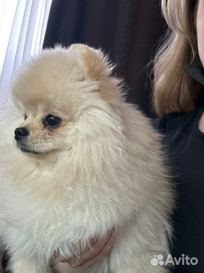 Шпиц мини вязка