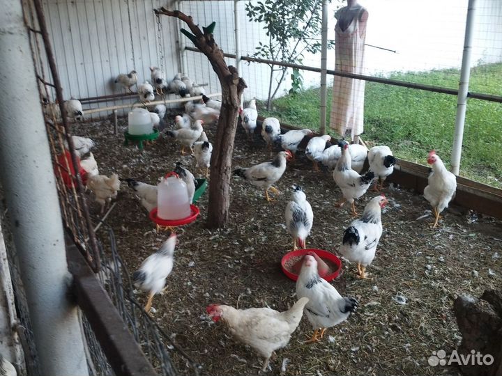 Домашние куры