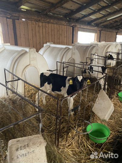 Телята и бычки. Крс на откорм