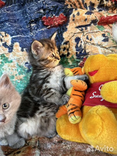 Котята в дар