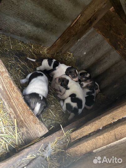 Щенки пегой гончей