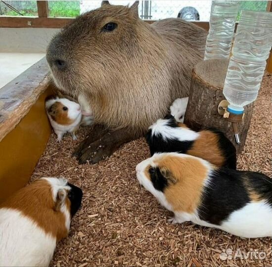 Морская свинка с клеткой (усвиновлю)