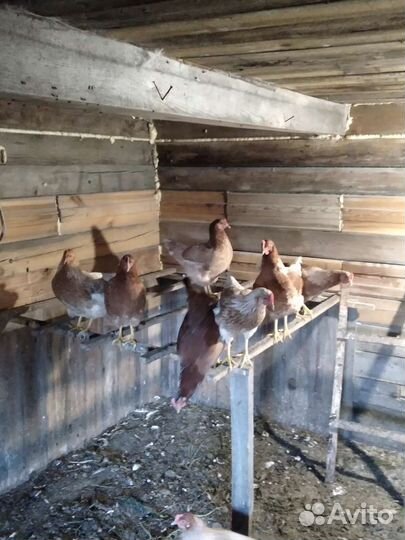 Куры молодки несушки