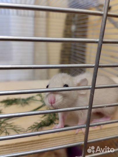 Сиамские крыски