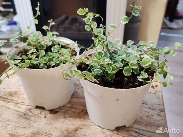 Фикус Пумила «Уайт Санни»