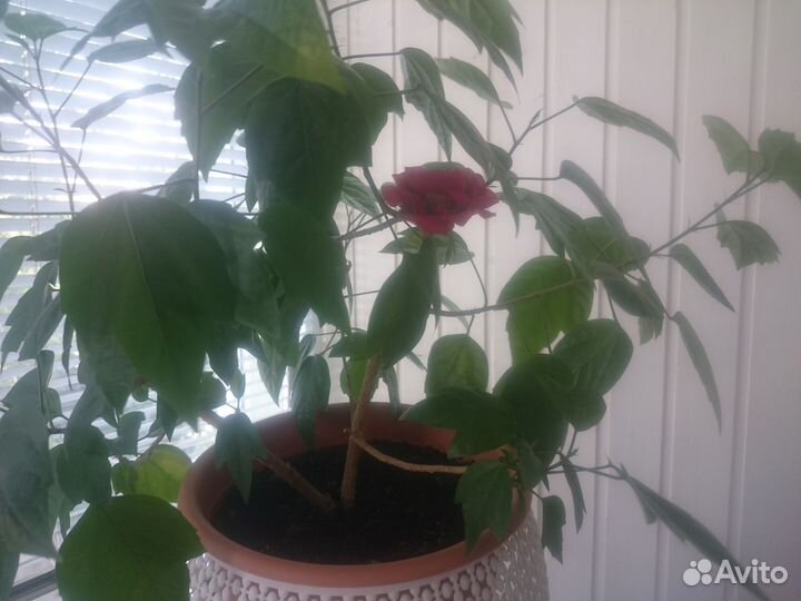 Китайская роза (дерево)