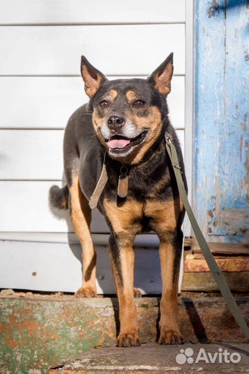 Собака в добрые руки