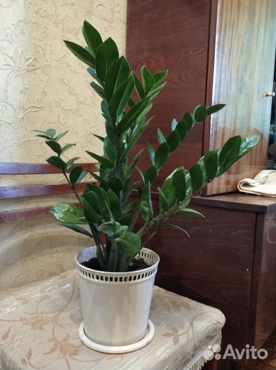 Замиокулькас