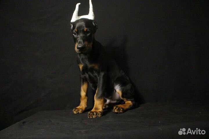 Доберман легендарная порода