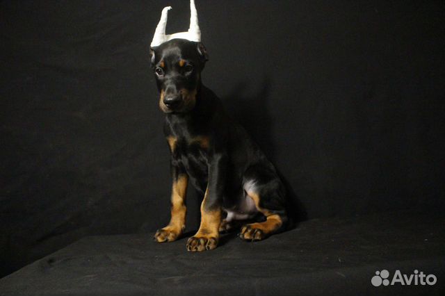 Доберман легендарная порода