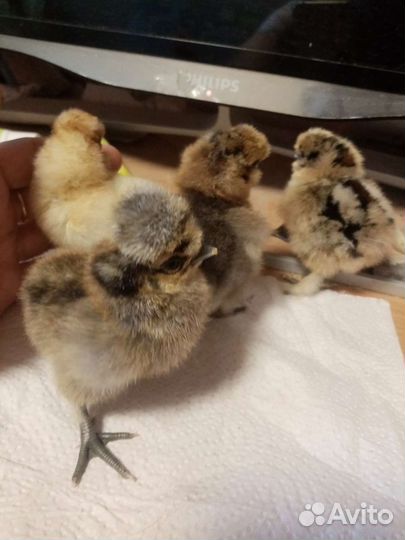 Цыплята Шолковых