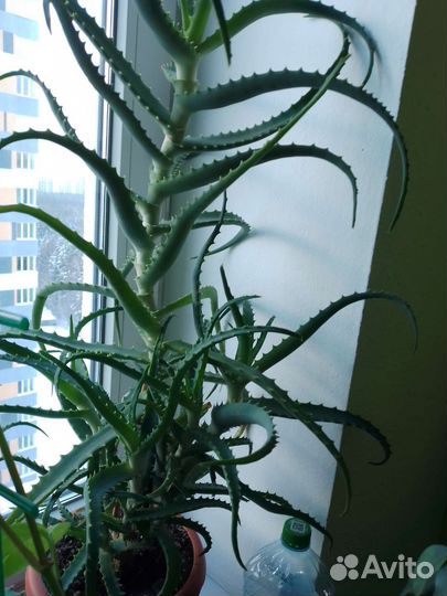 Алоэ столетник