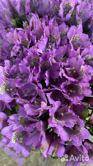 Корни альстромерии