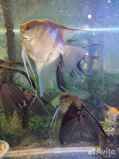 Рыбки скалярии вуалевые