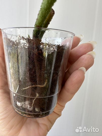 Филодендрон фаззи петиоле