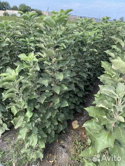 Саженцы опт