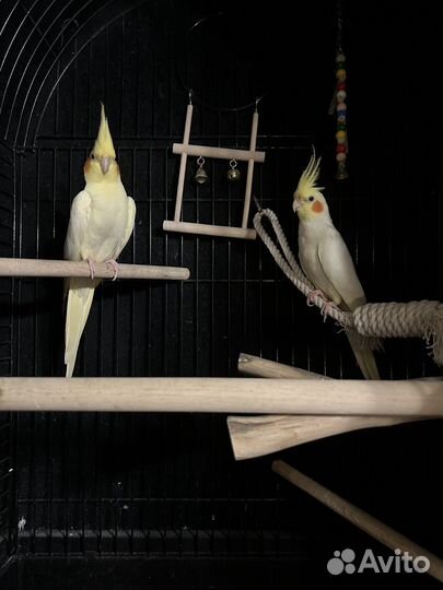 Пара Карелл: Чарли (мальчик) и Ричи (девочка)