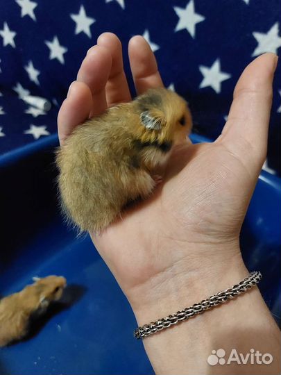 Сирийский хомяк