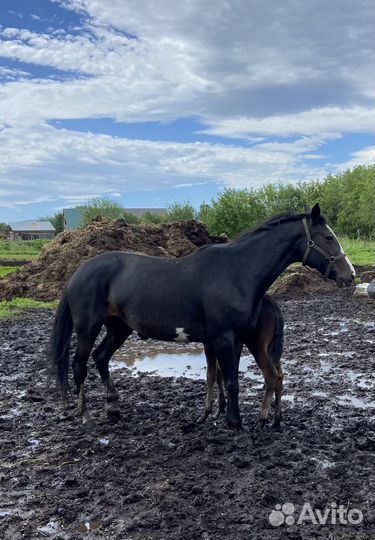 Продам кобылу и пони жеребчика