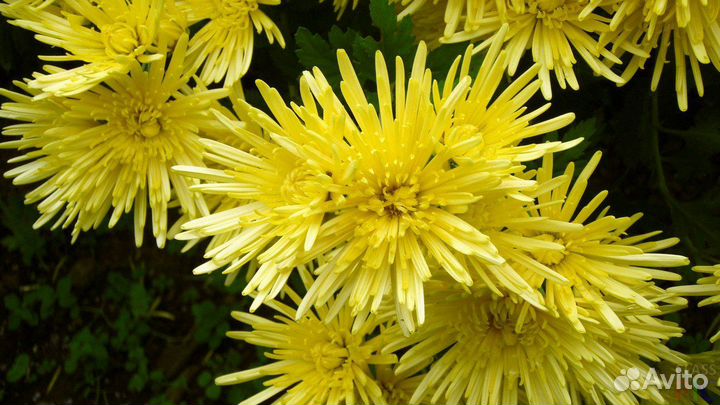 Хризантемы вербейник, ель канадская,кореопсис