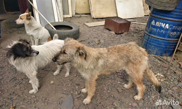 Дворняжки в добрые руки