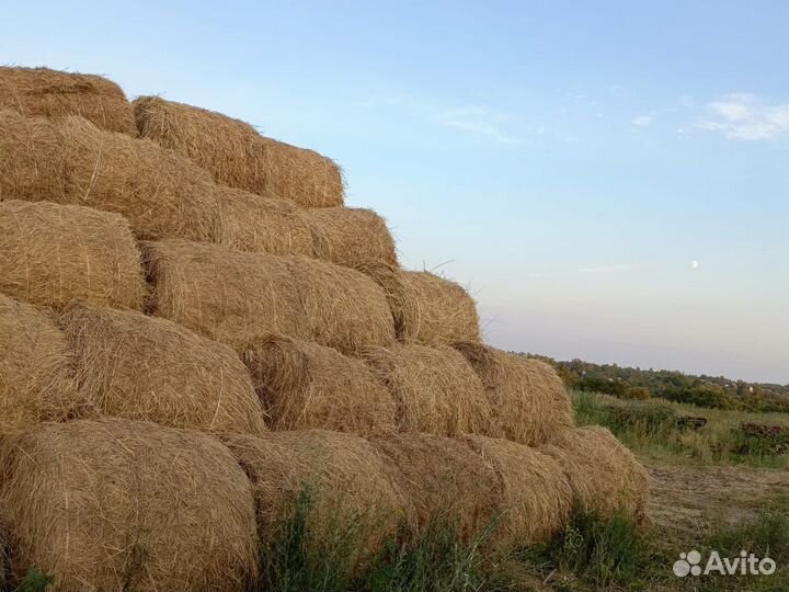 Продам сено в рулонах