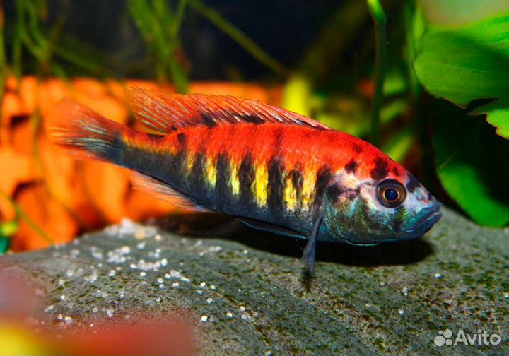 Цихлида Хаплохромис Найерери (Haplochromis nyerer