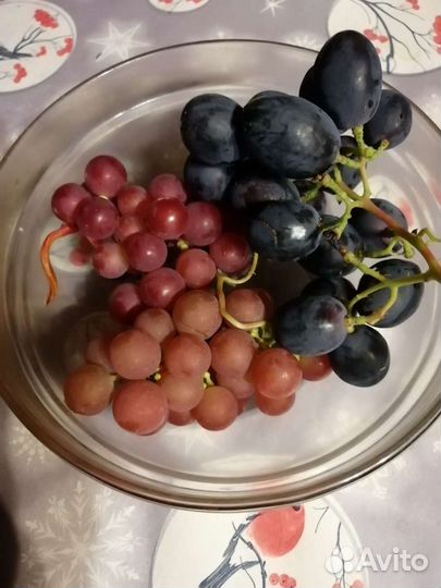 Виноград укорененные саженцы