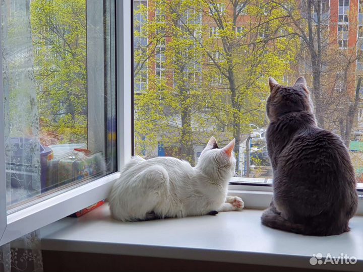 Передержка кошек домашняя