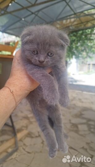 Шотландская кошка