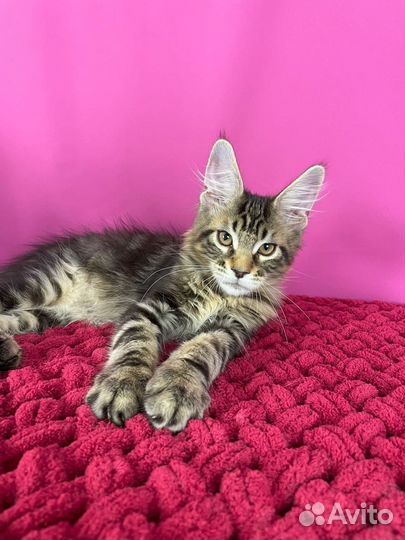 Кошки мейн-кун