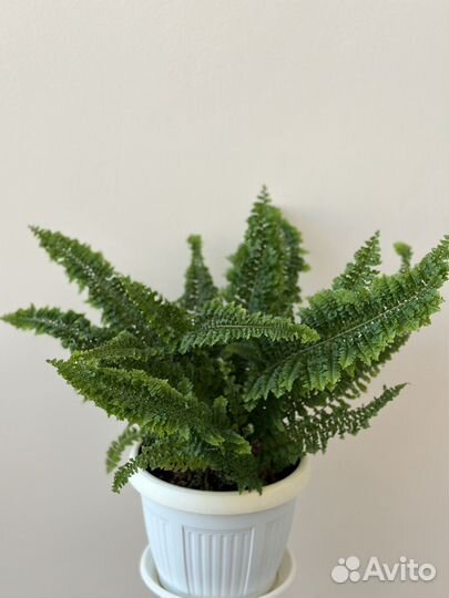 Папоротник