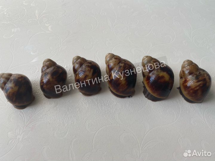 Улитки Ахатины,Архахатины,Слизни