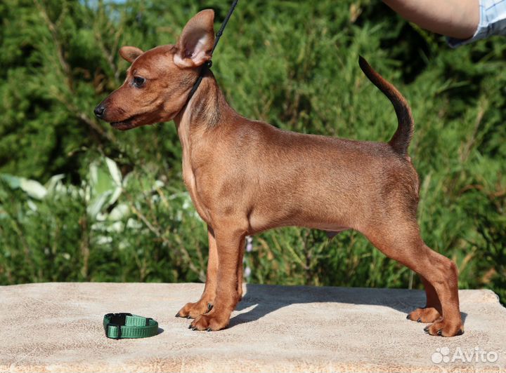 Щенки цвергпинчера