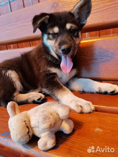 Собака щенок помесь в добрые руки