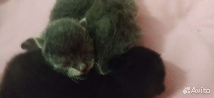 Котятки от домашней кошки мэнкс, 11 июля,3 котёнка