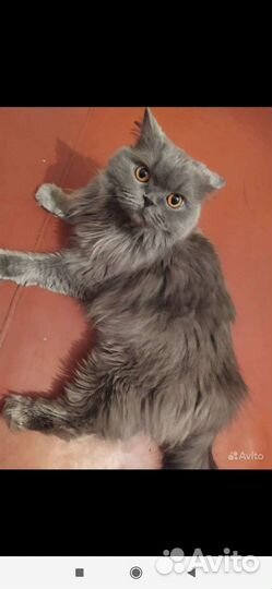 Британская