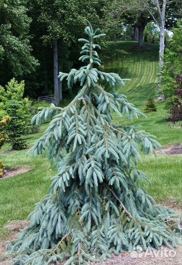 Ель энгельмана Буш лейс