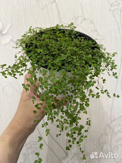 Комнатные растения / обмен