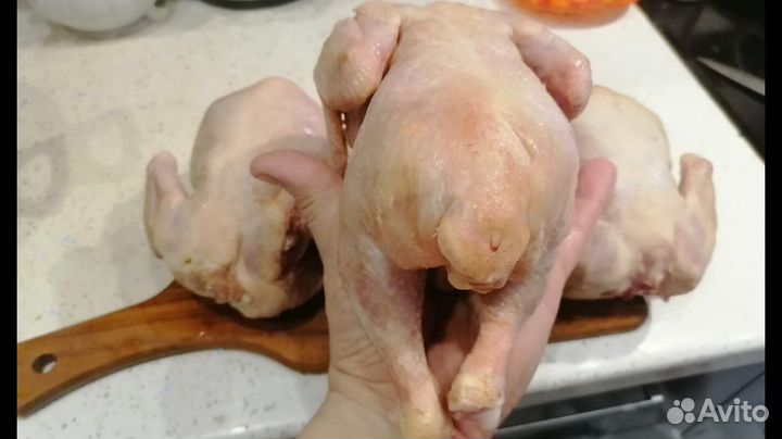 Фермерская, домашняя Птица утка, курица, индейка