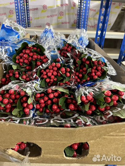 Цветы оптом в г. Белгород