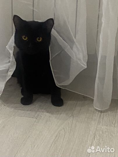 Кот